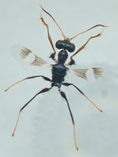 Neodryinus typhlocybae